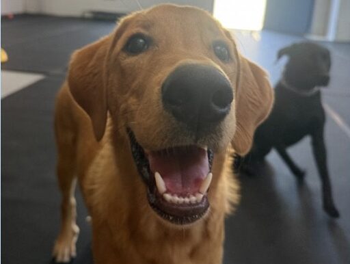 Mandy’s Dog of the Month: Meet Otis!