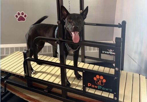 Introducing Slatmill Sessions: A Fun Workout for Your Pup!