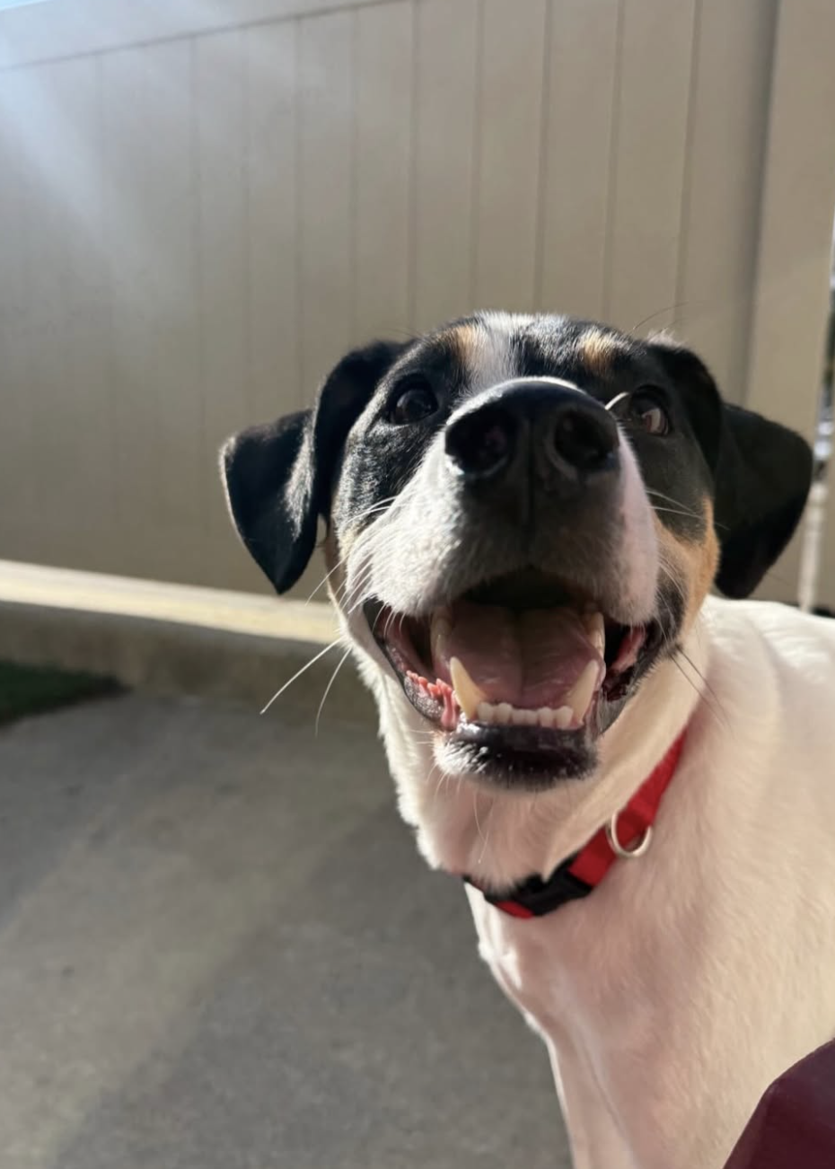 Introducing Our Dog Daycare & Boarding Membership Program!